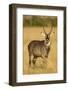 Defassa Waterbuck Portrait-Joe McDonald-Framed Photographic Print