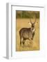 Defassa Waterbuck Portrait-Joe McDonald-Framed Photographic Print