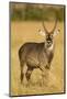 Defassa Waterbuck Portrait-Joe McDonald-Mounted Photographic Print