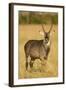 Defassa Waterbuck Portrait-Joe McDonald-Framed Photographic Print