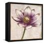 Defined Lotus II-Patricia Pinto-Framed Stretched Canvas