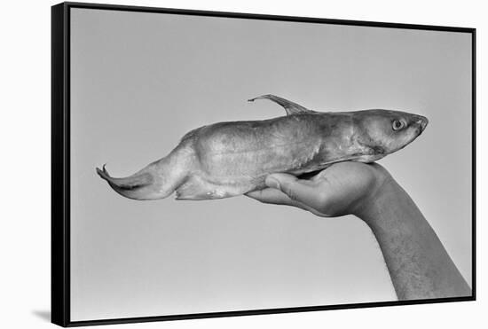 Deformed Catfish-null-Framed Stretched Canvas