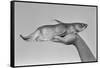 Deformed Catfish-null-Framed Stretched Canvas