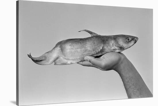 Deformed Catfish-null-Stretched Canvas