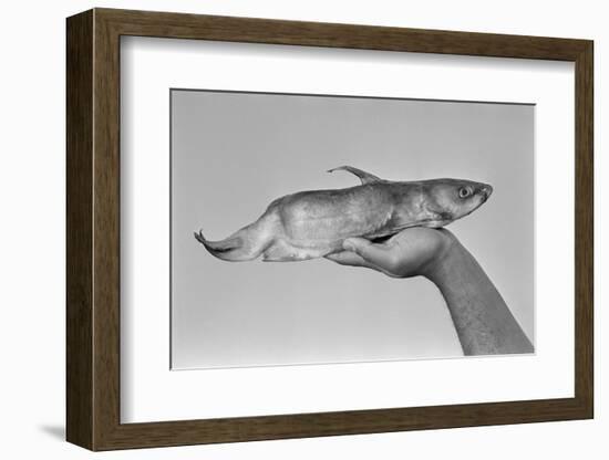 Deformed Catfish-null-Framed Photographic Print