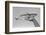 Deformed Catfish-null-Framed Photographic Print