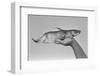 Deformed Catfish-null-Framed Photographic Print