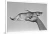 Deformed Catfish-null-Framed Photographic Print