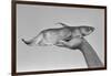 Deformed Catfish-null-Framed Photographic Print