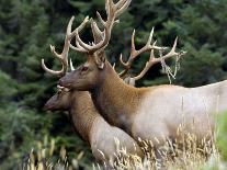 Roosevelt Elk, Oregon, United States of America, North America-DeFreitas Michael-Photographic Print