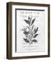 Defused Botanical 1-Kimberly Allen-Framed Art Print