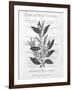 Defused Botanical 1-Kimberly Allen-Framed Art Print