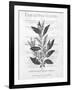 Defused Botanical 1-Kimberly Allen-Framed Art Print