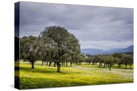 Dehesa Landscape, Caceres, Extremadura, Spain, Europe-Michael Snell-Stretched Canvas