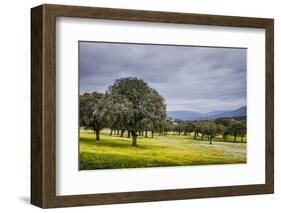 Dehesa Landscape, Caceres, Extremadura, Spain, Europe-Michael Snell-Framed Photographic Print