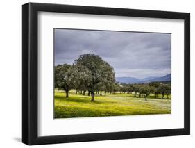 Dehesa Landscape, Caceres, Extremadura, Spain, Europe-Michael Snell-Framed Photographic Print