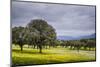 Dehesa Landscape, Caceres, Extremadura, Spain, Europe-Michael Snell-Mounted Photographic Print