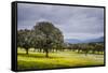 Dehesa Landscape, Caceres, Extremadura, Spain, Europe-Michael Snell-Framed Stretched Canvas