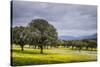 Dehesa Landscape, Caceres, Extremadura, Spain, Europe-Michael Snell-Stretched Canvas