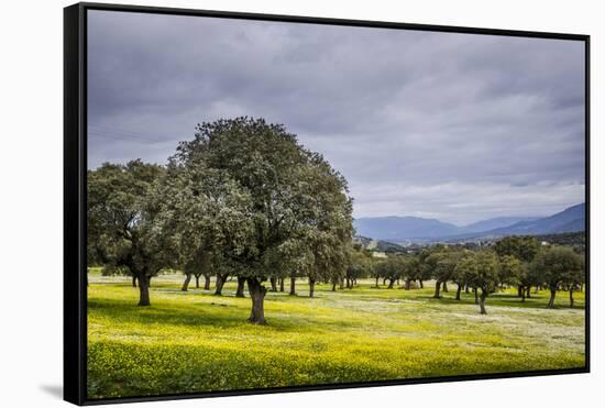 Dehesa Landscape, Caceres, Extremadura, Spain, Europe-Michael Snell-Framed Stretched Canvas