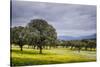 Dehesa Landscape, Caceres, Extremadura, Spain, Europe-Michael Snell-Stretched Canvas