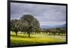 Dehesa Landscape, Caceres, Extremadura, Spain, Europe-Michael Snell-Framed Photographic Print