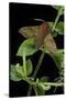 Deilephila Porcellus (Small Elephant Hawk Moth)-Paul Starosta-Stretched Canvas