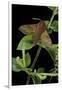 Deilephila Porcellus (Small Elephant Hawk Moth)-Paul Starosta-Framed Photographic Print