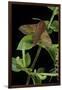 Deilephila Porcellus (Small Elephant Hawk Moth)-Paul Starosta-Framed Photographic Print