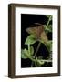 Deilephila Porcellus (Small Elephant Hawk Moth)-Paul Starosta-Framed Photographic Print