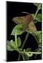 Deilephila Porcellus (Small Elephant Hawk Moth)-Paul Starosta-Mounted Photographic Print