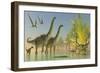 Deinocheirus Dinosaurs Watch a Group of Argentinosaurus Walk Through Shallow Waters-null-Framed Premium Giclee Print