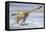 Deinonychus Antirrhopus Preys on a Fish-null-Framed Stretched Canvas