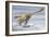 Deinonychus Antirrhopus Preys on a Fish-null-Framed Art Print