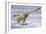 Deinonychus Antirrhopus Preys on a Fish-null-Framed Art Print