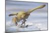 Deinonychus Antirrhopus Preys on a Fish-null-Mounted Art Print