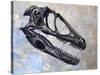 Deinonychus Dinosaur Skull-Stocktrek Images-Stretched Canvas