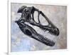 Deinonychus Dinosaur Skull-Stocktrek Images-Framed Art Print