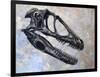 Deinonychus Dinosaur Skull-Stocktrek Images-Framed Art Print