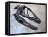 Deinonychus Dinosaur Skull-Stocktrek Images-Framed Stretched Canvas