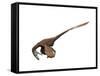 Deinonychus Dinosaur-null-Framed Stretched Canvas