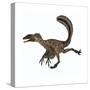 Deinonychus Dinosaur-Stocktrek Images-Stretched Canvas