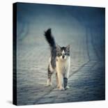 Little One-Dejan Ilijic-Photographic Print