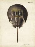 Vintage Horseshoe Crab-DeKay-Art Print