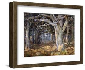 Del Monte Forest-Detlef Sammann-Framed Art Print