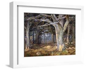 Del Monte Forest-Detlef Sammann-Framed Art Print