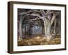 Del Monte Forest-Detlef Sammann-Framed Art Print