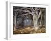 Del Monte Forest-Detlef Sammann-Framed Art Print