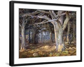 Del Monte Forest-Detlef Sammann-Framed Art Print