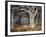 Del Monte Forest-Detlef Sammann-Framed Art Print